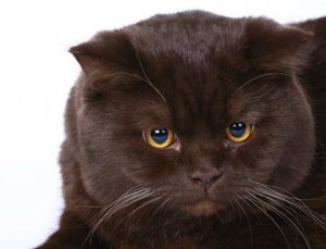 Шоколадный окрас британских кошек с фото галереей. Фото британских кошек, котов, котят шоколадного окраса. Шоколадные британцы: стандарт окраса 